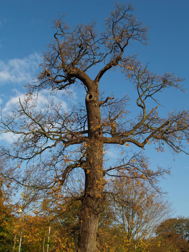 Månedens billede